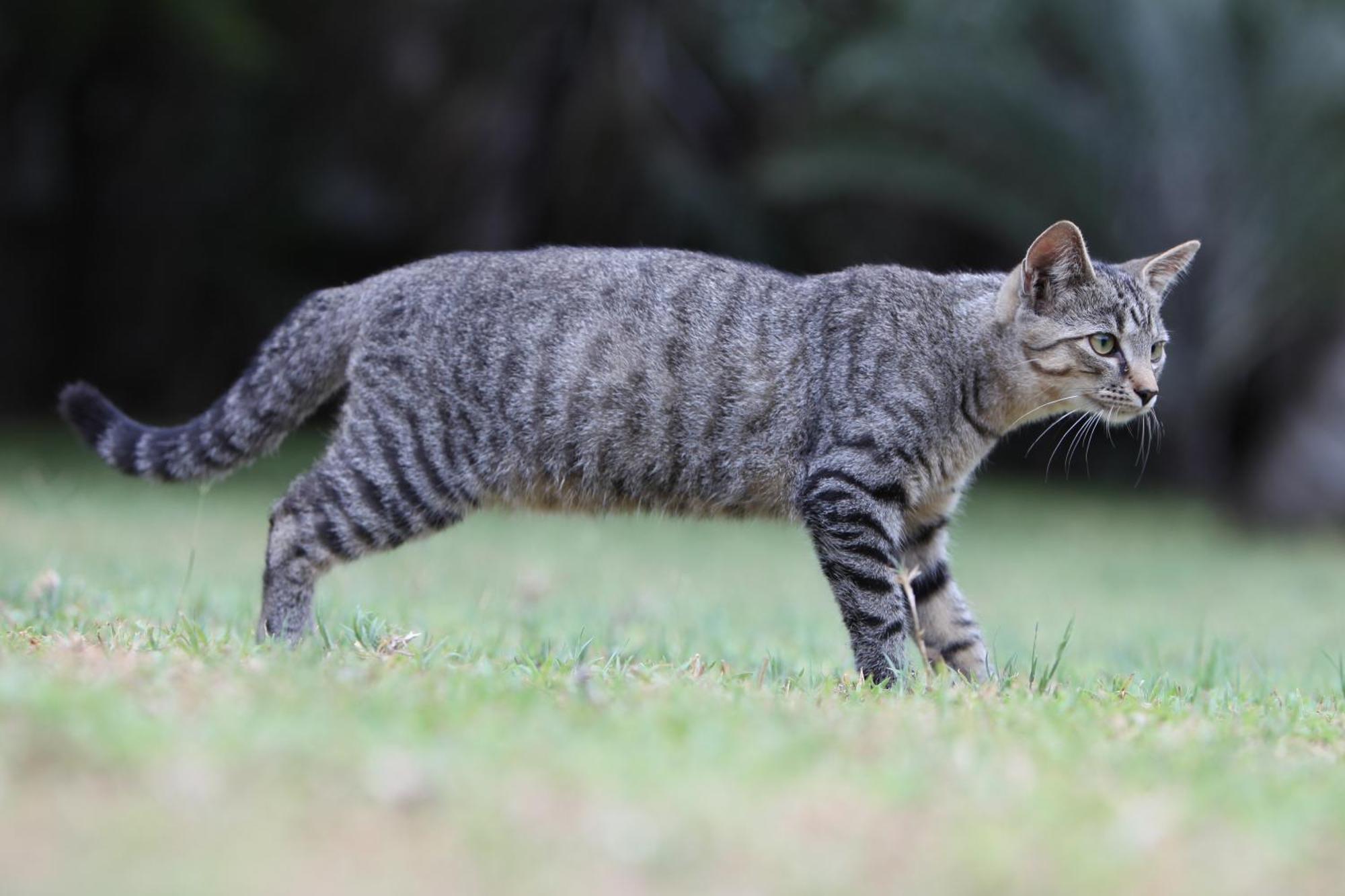 Emdoneni Lodge With Zululand Cat Conservation Project Hluhluwe Eksteriør bilde