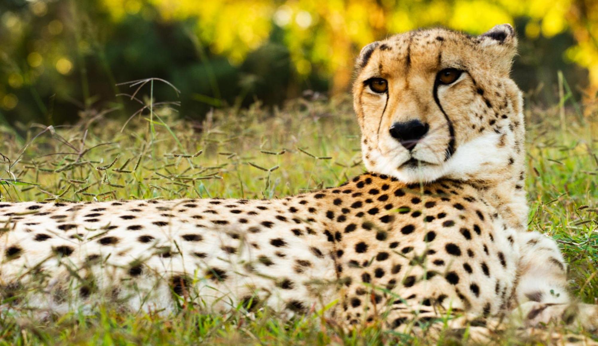 Emdoneni Lodge With Zululand Cat Conservation Project Hluhluwe Eksteriør bilde