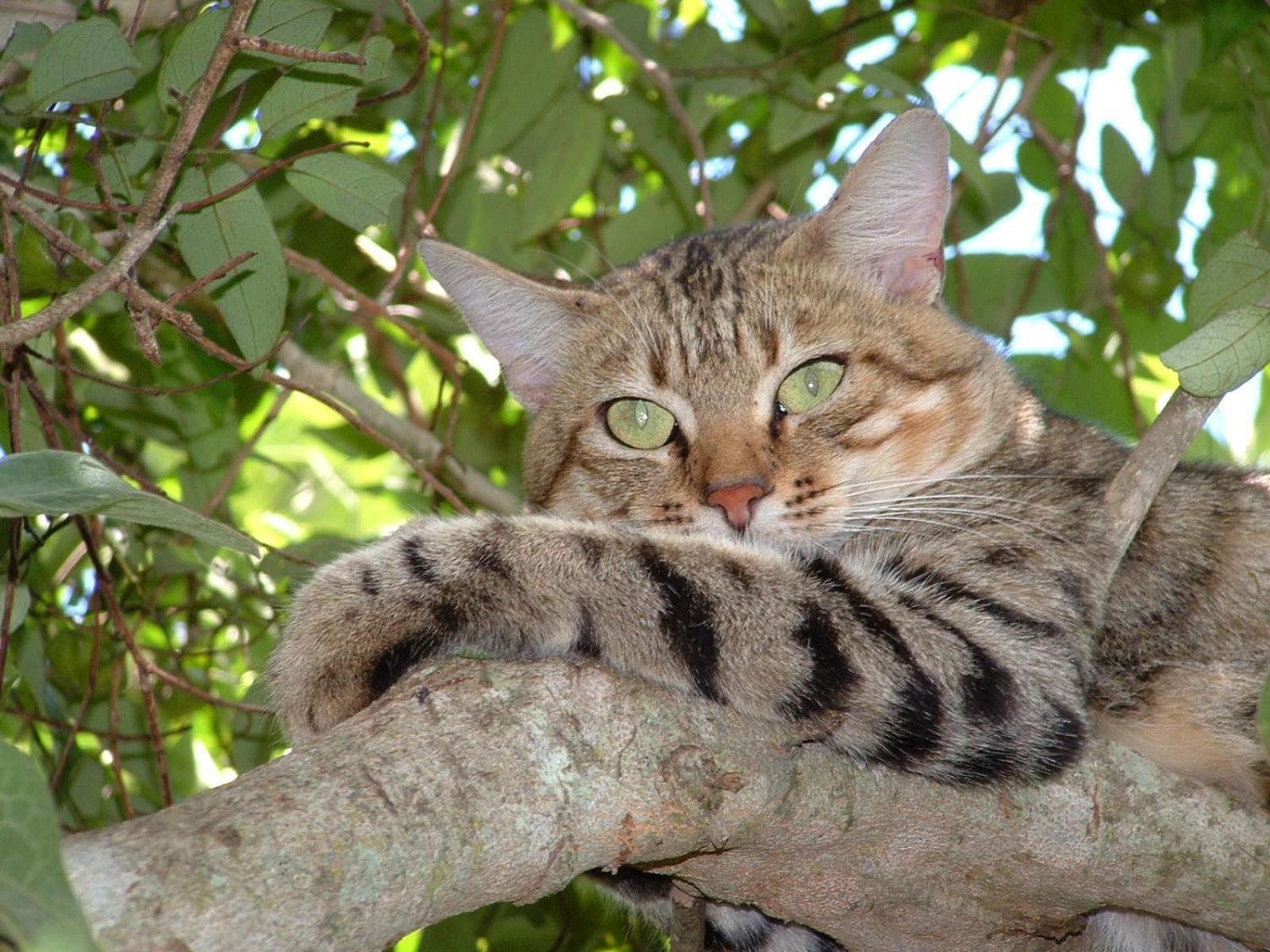 Emdoneni Lodge With Zululand Cat Conservation Project Hluhluwe Eksteriør bilde