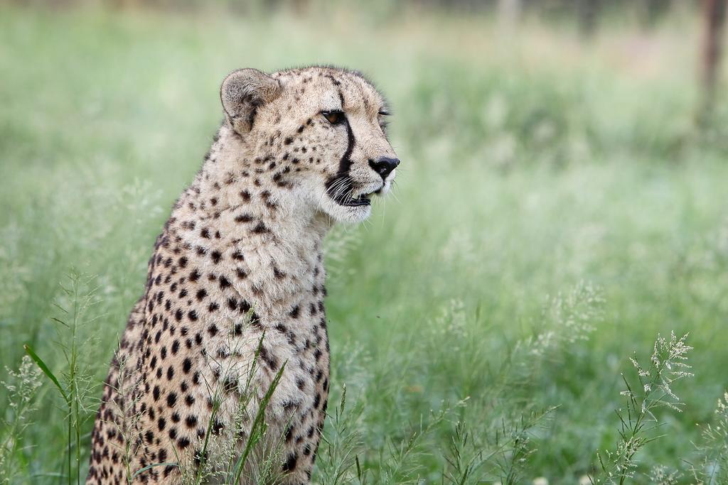 Emdoneni Lodge With Zululand Cat Conservation Project Hluhluwe Eksteriør bilde